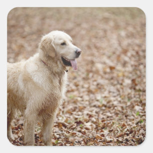 Pegatina Cuadrada golden retriever en parque en otoño