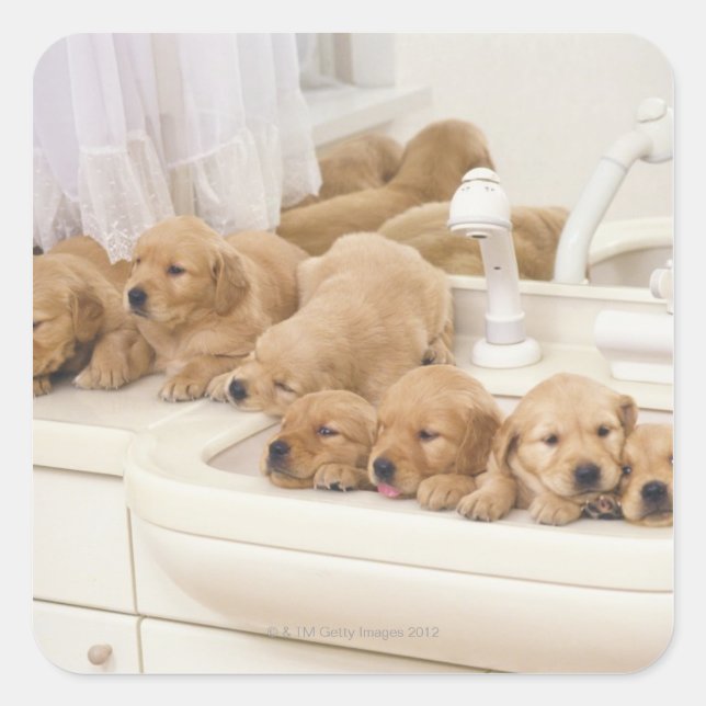 Pegatina Cuadrada Golden Retriever; es relativamente moderno y 2 (Anverso)