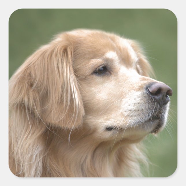 Pegatina Cuadrada Golden Retriever in Closeup (Anverso)