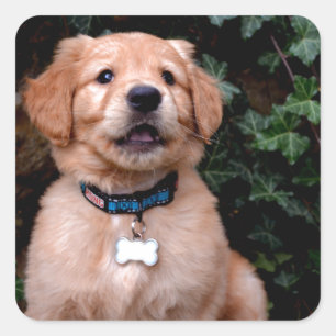 Pegatina Cuadrada Golden Retriever Puppy