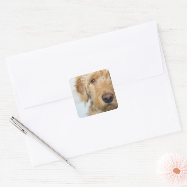 Pegatina Cuadrada Goldendoodle Puppy Closeup (Sobre)