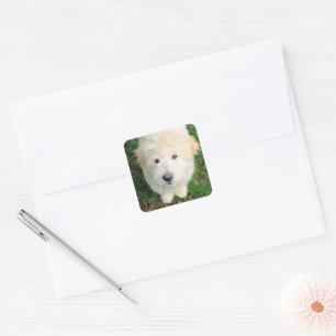 Pegatina Cuadrada Goldendoodle Puppy Mirando Cámara