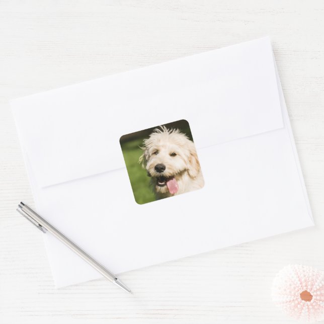 Pegatina Cuadrada Goldendoodle Puppy Panting (Sobre)
