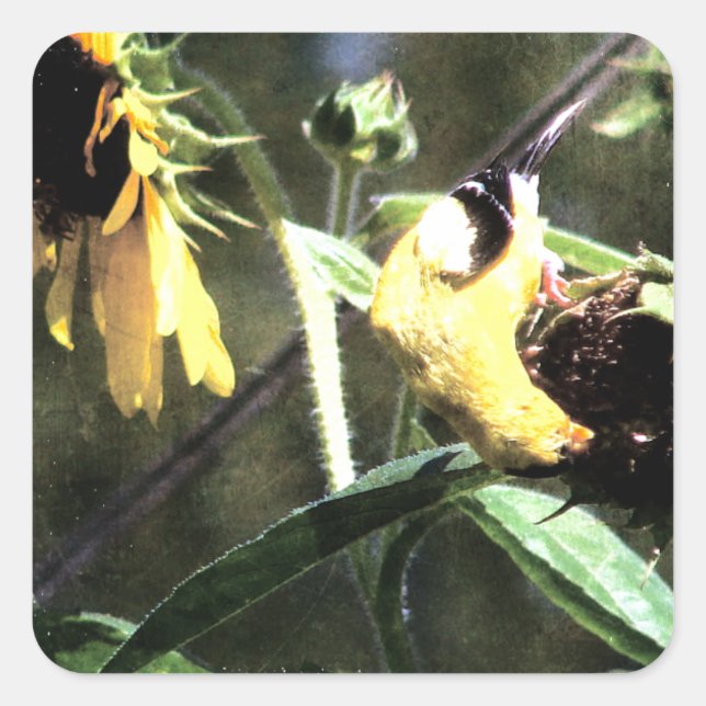Pegatina Cuadrada Goldfinch (Anverso)