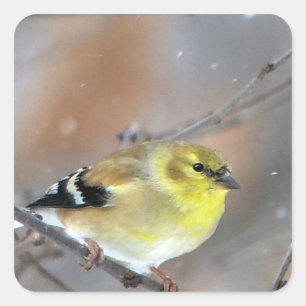 Pegatina Cuadrada Goldfinch