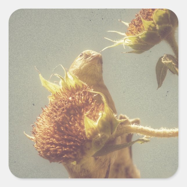 Pegatina Cuadrada Goldfinch (Anverso)