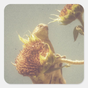 Pegatina Cuadrada Goldfinch