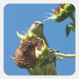 Pegatina Cuadrada Goldfinch