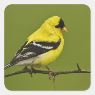 Pegatina Cuadrada Goldfinch estadounidense macho en plumaje reproduc
