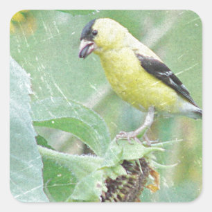 Pegatina Cuadrada Goldfinch Grunge