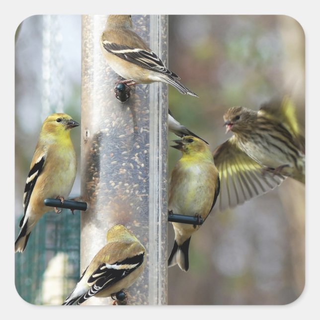 Pegatina Cuadrada Goldfinches en el alimentador (Anverso)