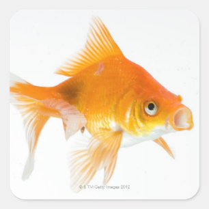 Pegatina Cuadrada Goldfish en el fondo blanco
