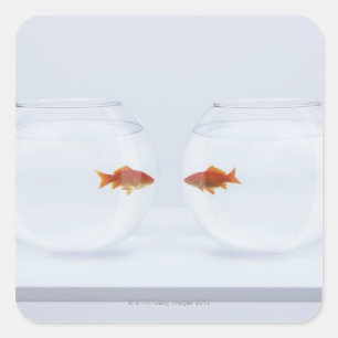 Pegatina Cuadrada Goldfish en los fishbowls separados que miran la