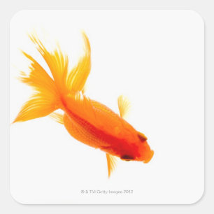 Pegatina Cuadrada Goldfish, visión de arriba