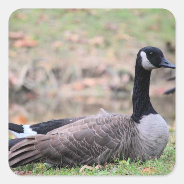 Pegatina Cuadrada Goose (Anverso)