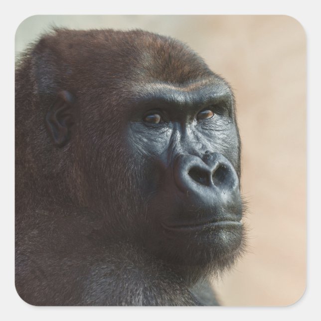 Pegatina Cuadrada Gorilla Lope Close-up (Anverso)