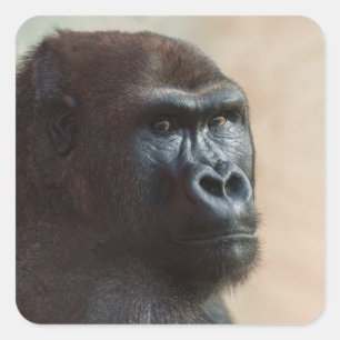 Pegatina Cuadrada Gorilla Lope Close-up