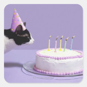 Pegatina Cuadrada Gorra del cumpleaños del gato que lleva que sopla