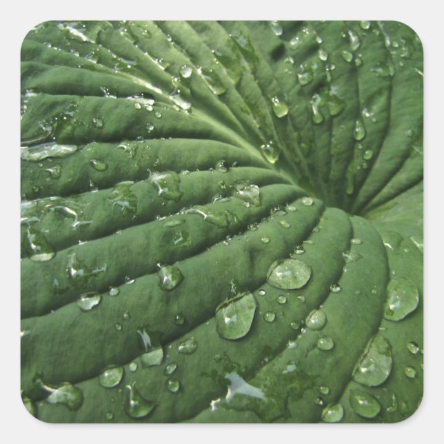 Pegatina Cuadrada Gotas de lluvia en Pegatinas de Hosta Leaf (Anverso)