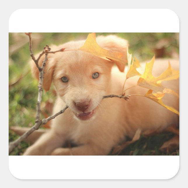 Pegatina Cuadrada gr elemento emergente con rama (Anverso)