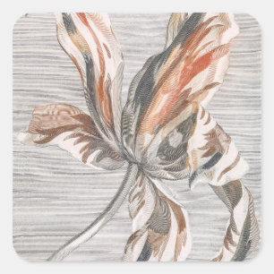 Pegatina Cuadrada Grabado Antiguo de Flor de Tulipán Elegante con Ra