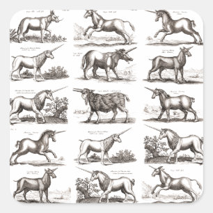 Pegatina Cuadrada Grabado Antiguo de Unicornio Especimen de Zoología