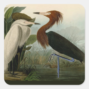 Pegatina Cuadrada Grabado de Garza Morada de Audubon: Arte de Aves