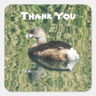 Pegatina Cuadrada Gracias Grebe Photo Con Reconocimiento De Reflexió