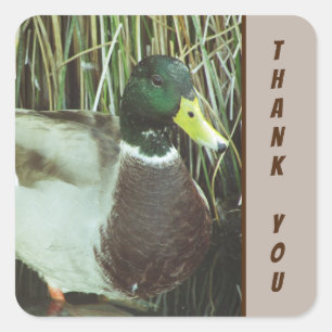 Pegatina Cuadrada Gracias Malard Duck Foto Naturaleza Aves