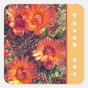 Pegatina Cuadrada Gracias Naranja Cactus Flowers Foto Apreciación