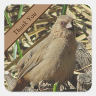 Pegatina Cuadrada Gracias Pequeño Pájaro Marrón Hacia La Foto