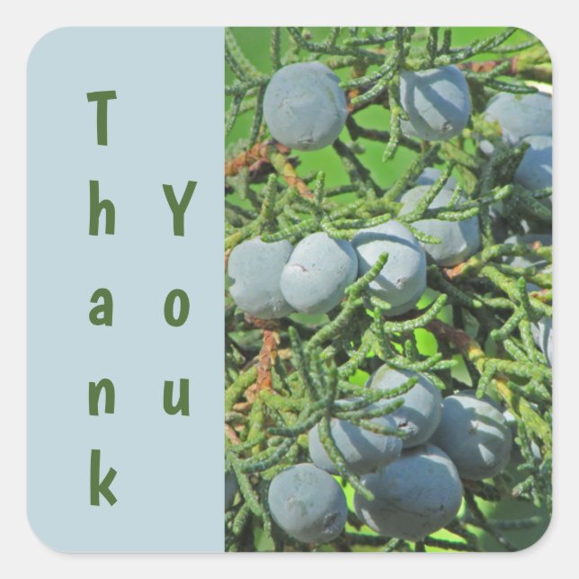 Pegatina Cuadrada Gracias Pine Tree Berry Blue Green Apreciación (Anverso)