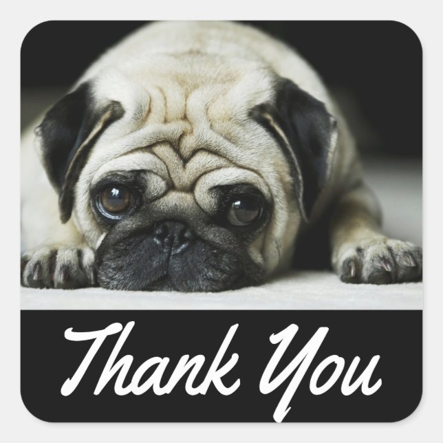 Pegatina Cuadrada Gracias Pug Puppy Dog Black Canine (Anverso)