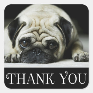 Pegatina Cuadrada Gracias Pug Puppy Dog Black & White