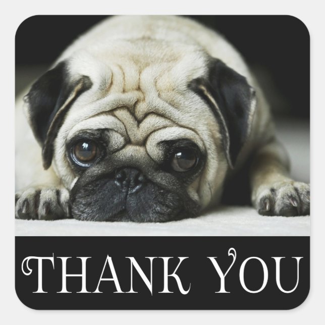Pegatina Cuadrada Gracias Pug Puppy Dog Black & White (Anverso)