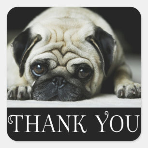Pegatina Cuadrada Gracias Pug Puppy Dog Black & White