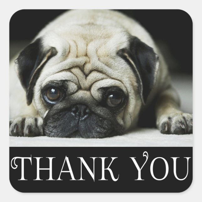 Pegatina Cuadrada Gracias Pug Puppy Dog Black & White (Anverso)