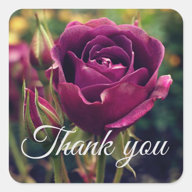Pegatina Cuadrada Gracias Rosa de Borgoña Iceberg #1 Pegatinas (Anverso)