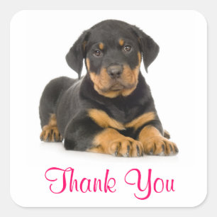 Pegatina Cuadrada Gracias, Rottweiler Puppy Dog Saluda A Los Pegatin