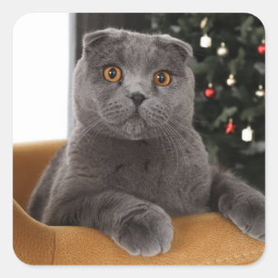 Pegatina Cuadrada Gracioso gato británico y árbol de navidad
