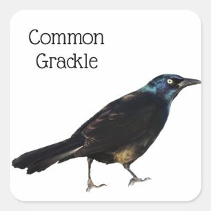 Pegatina Cuadrada Grackeo común
