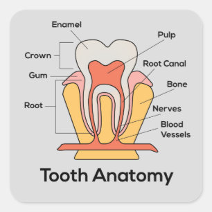 Pegatina Cuadrada Gráfica de anatomía dental