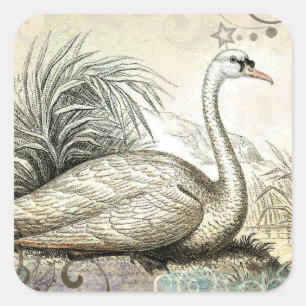 Pegatina Cuadrada Gráfico de cisne