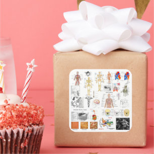 Pegatina Cuadrada Gráficos de anatomía humana