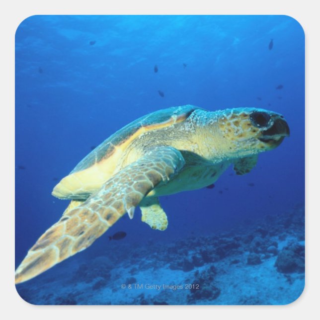 Pegatina Cuadrada Gran barrera de arrecife, Australia 2 (Anverso)