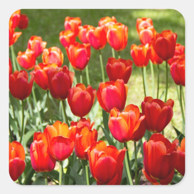 Pegatina Cuadrada Gran campo de tulipanes rojos (Anverso)