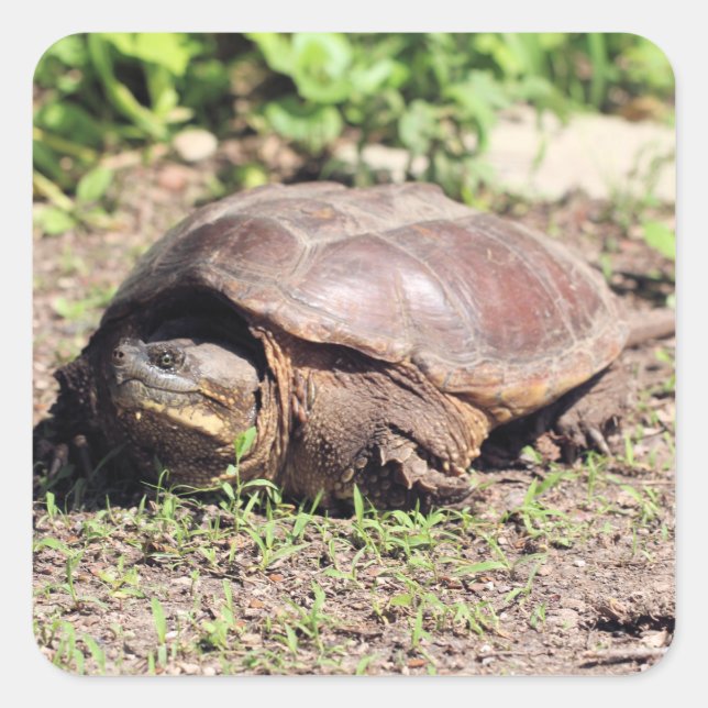 Pegatina Cuadrada Gran chico (Anverso)