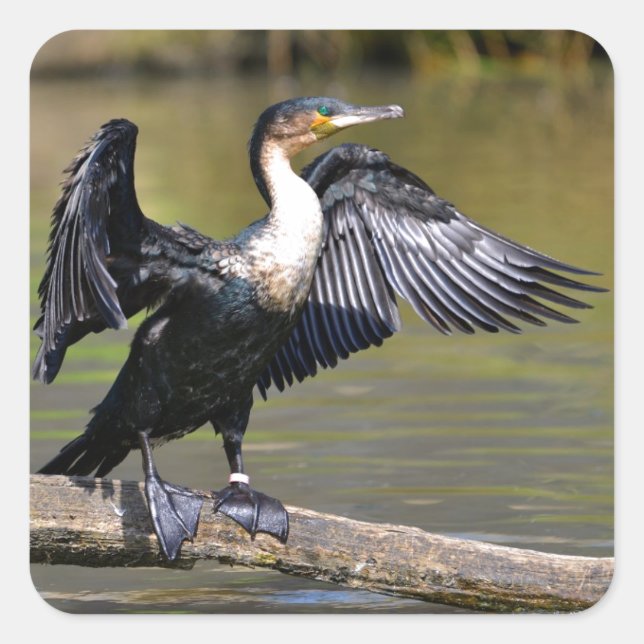 Pegatina Cuadrada Gran Cormorant con alas abiertas (Anverso)