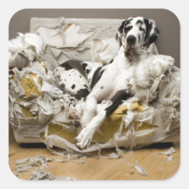 Pegatina Cuadrada Gran dane masticado Mascota Sofa Sitter Perro Walk