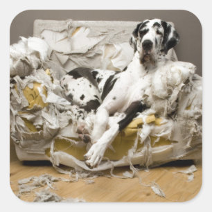 Pegatina Cuadrada Gran dane masticado Mascota Sofa Sitter Perro Walk